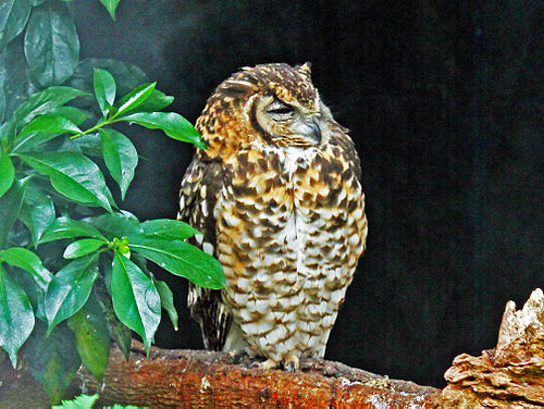 Cape eagle-owl